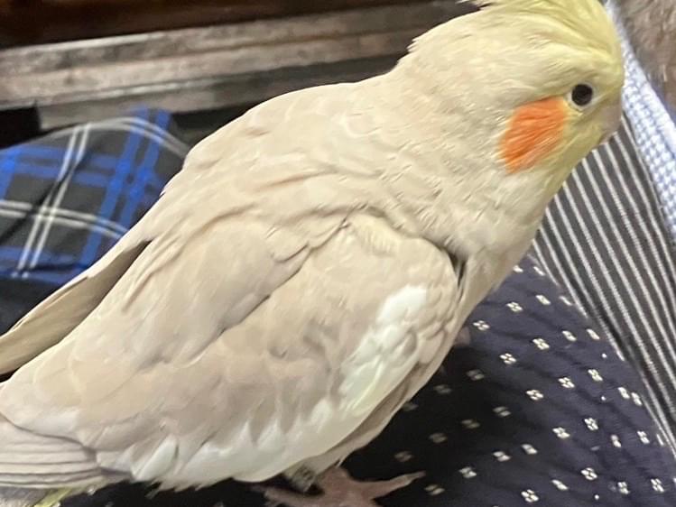 コッキーちゃん