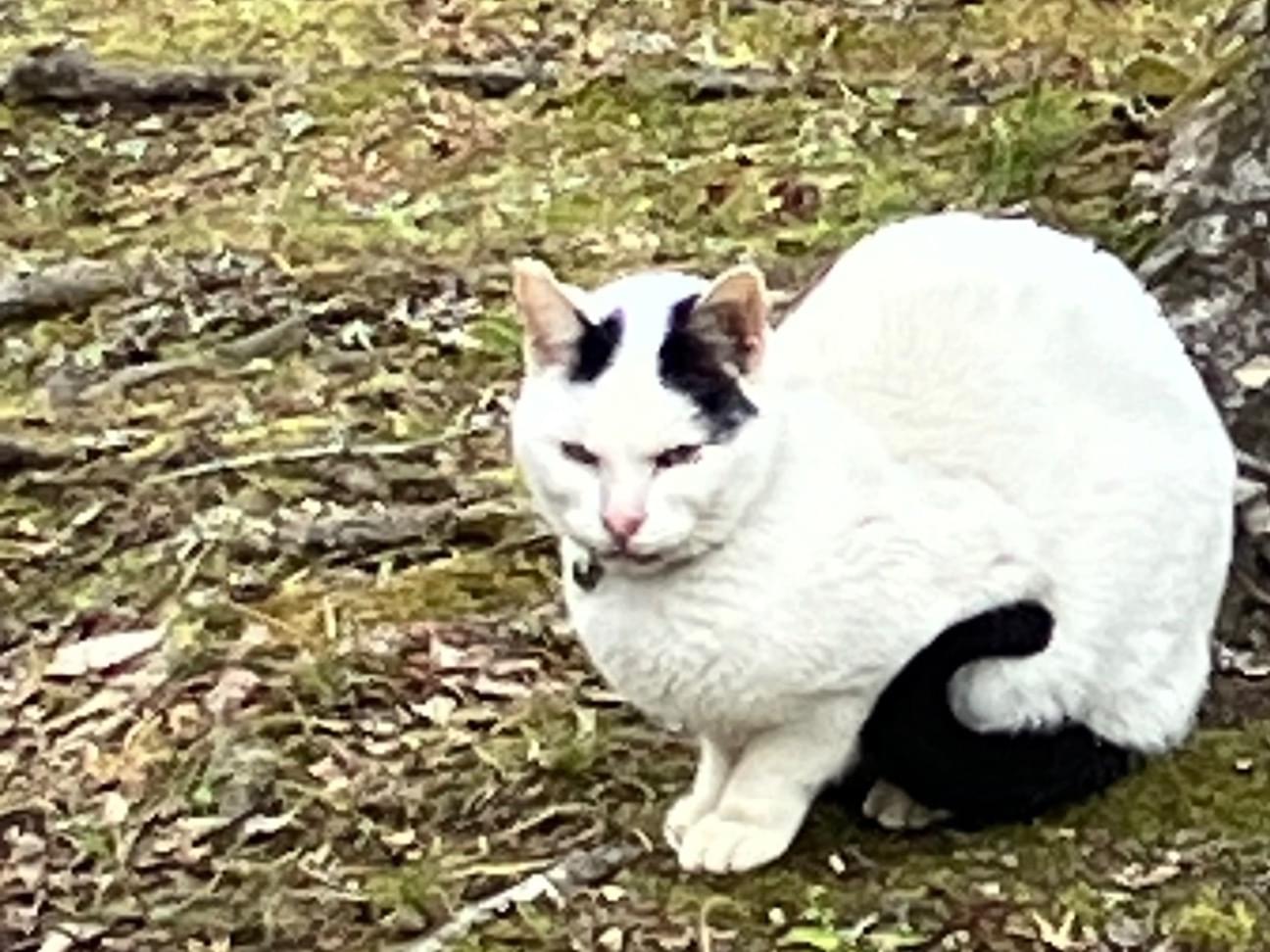 目撃された猫 目撃された猫