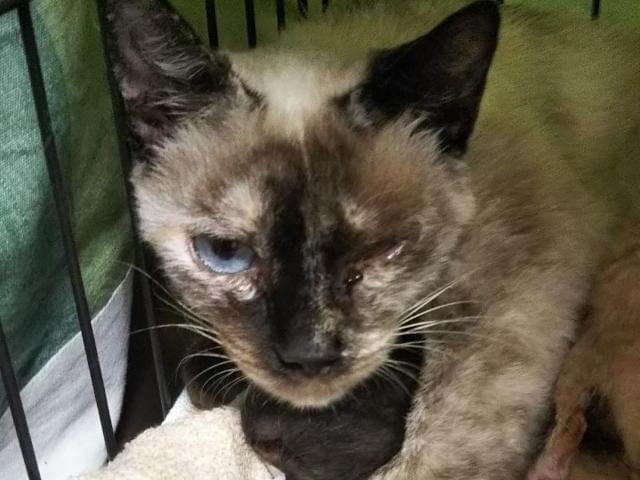 保護された猫 保護された猫