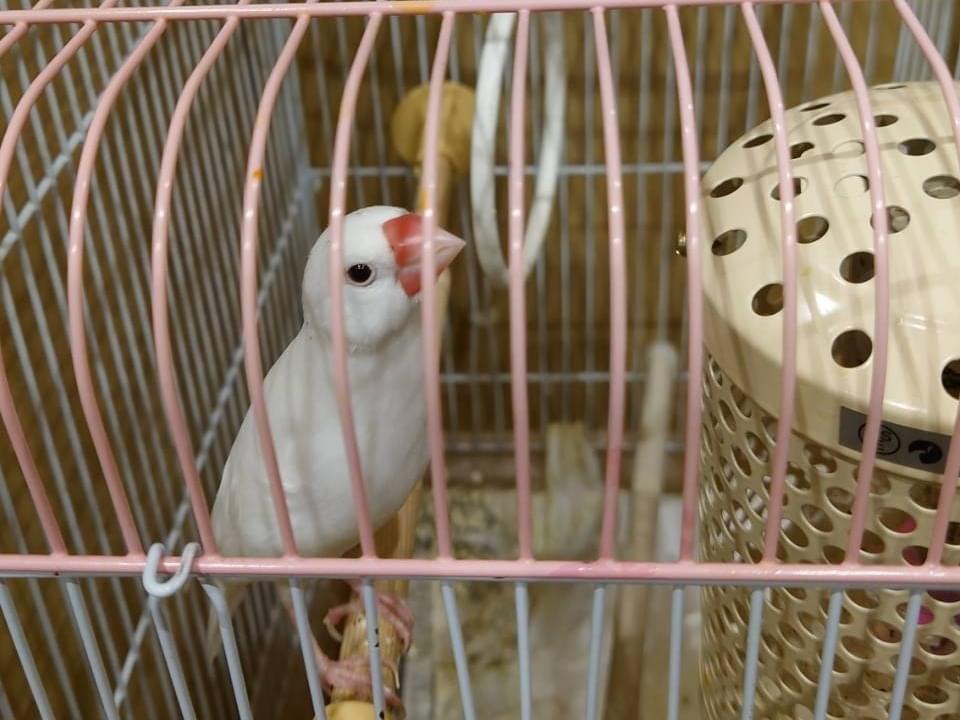 もんちゃん もんちゃん