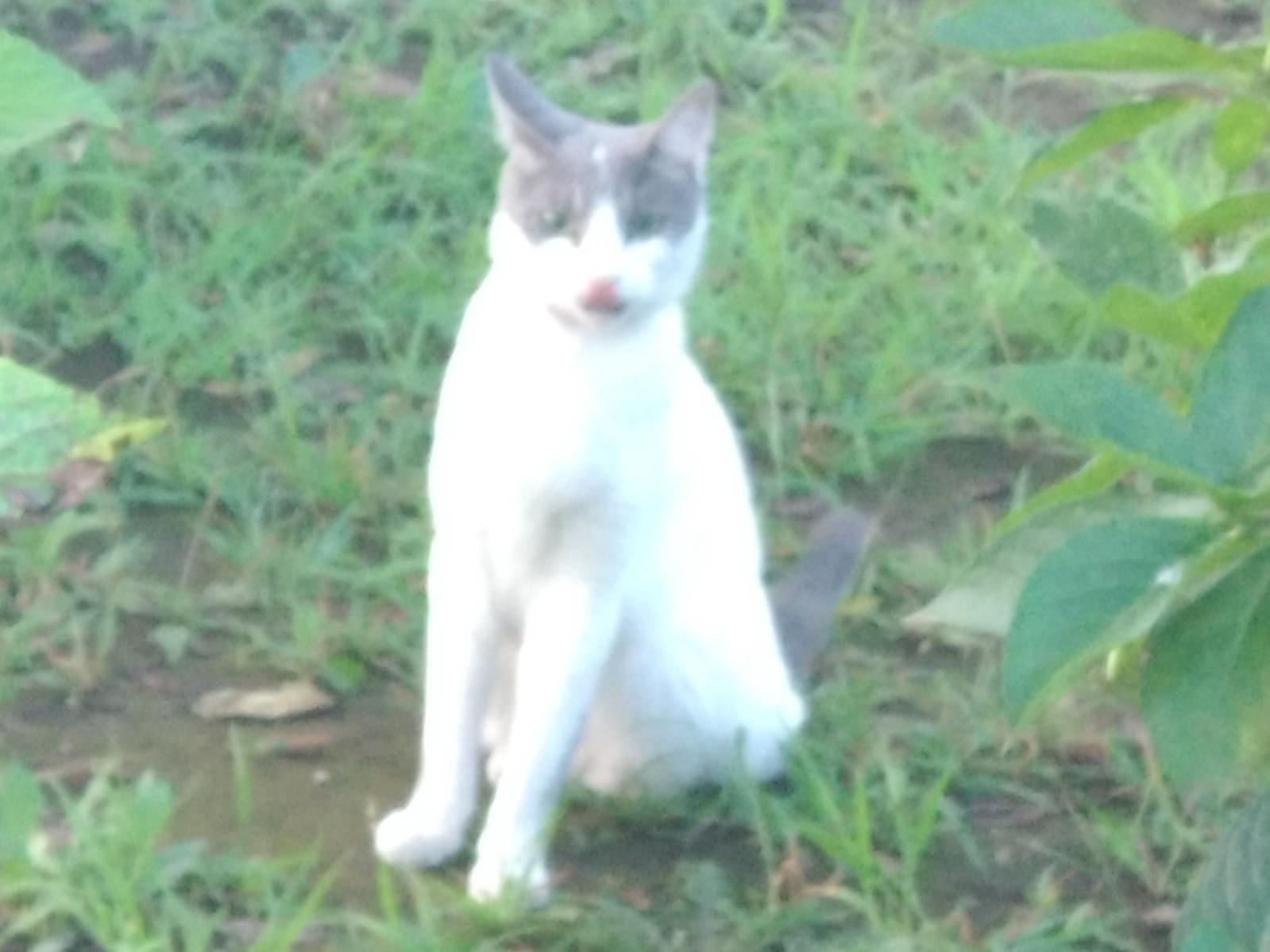 目撃された猫 目撃された猫
