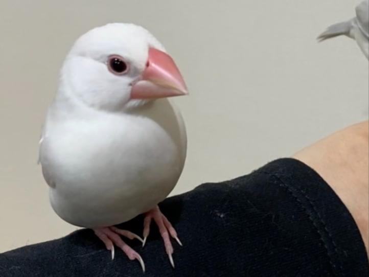 いとちゃん いとちゃん