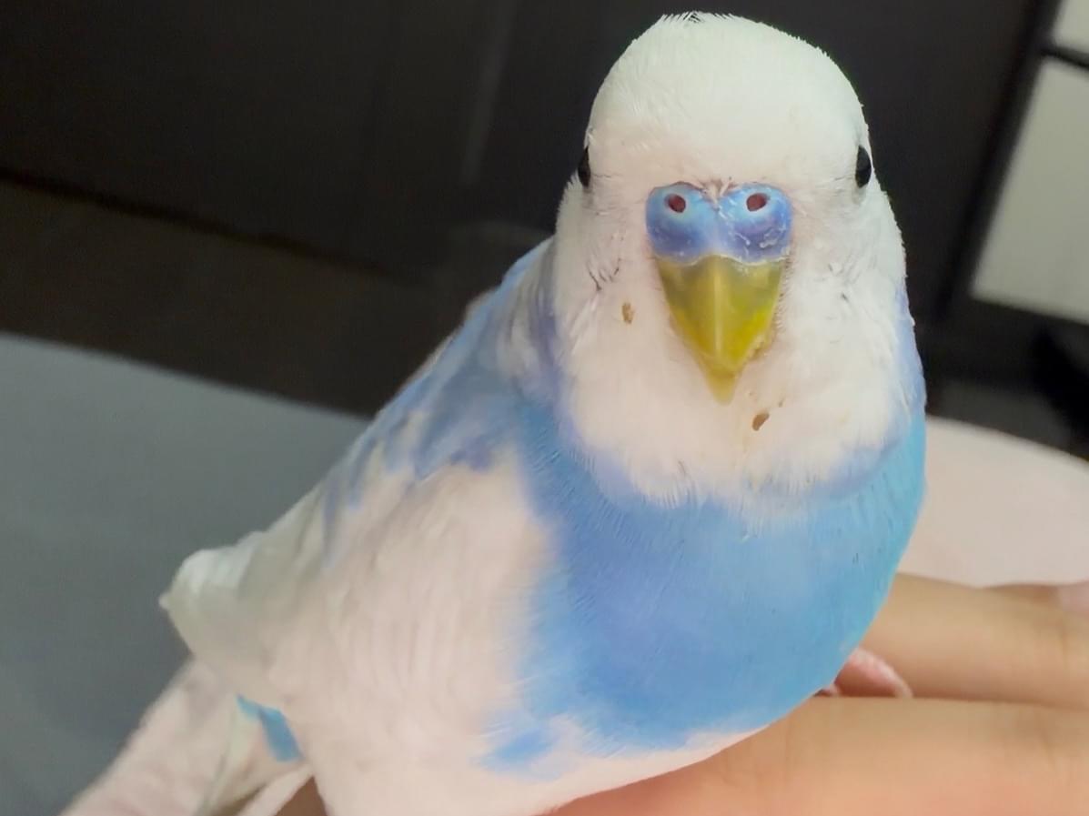 ちぇいちぇいちゃん ちぇいちぇいちゃん