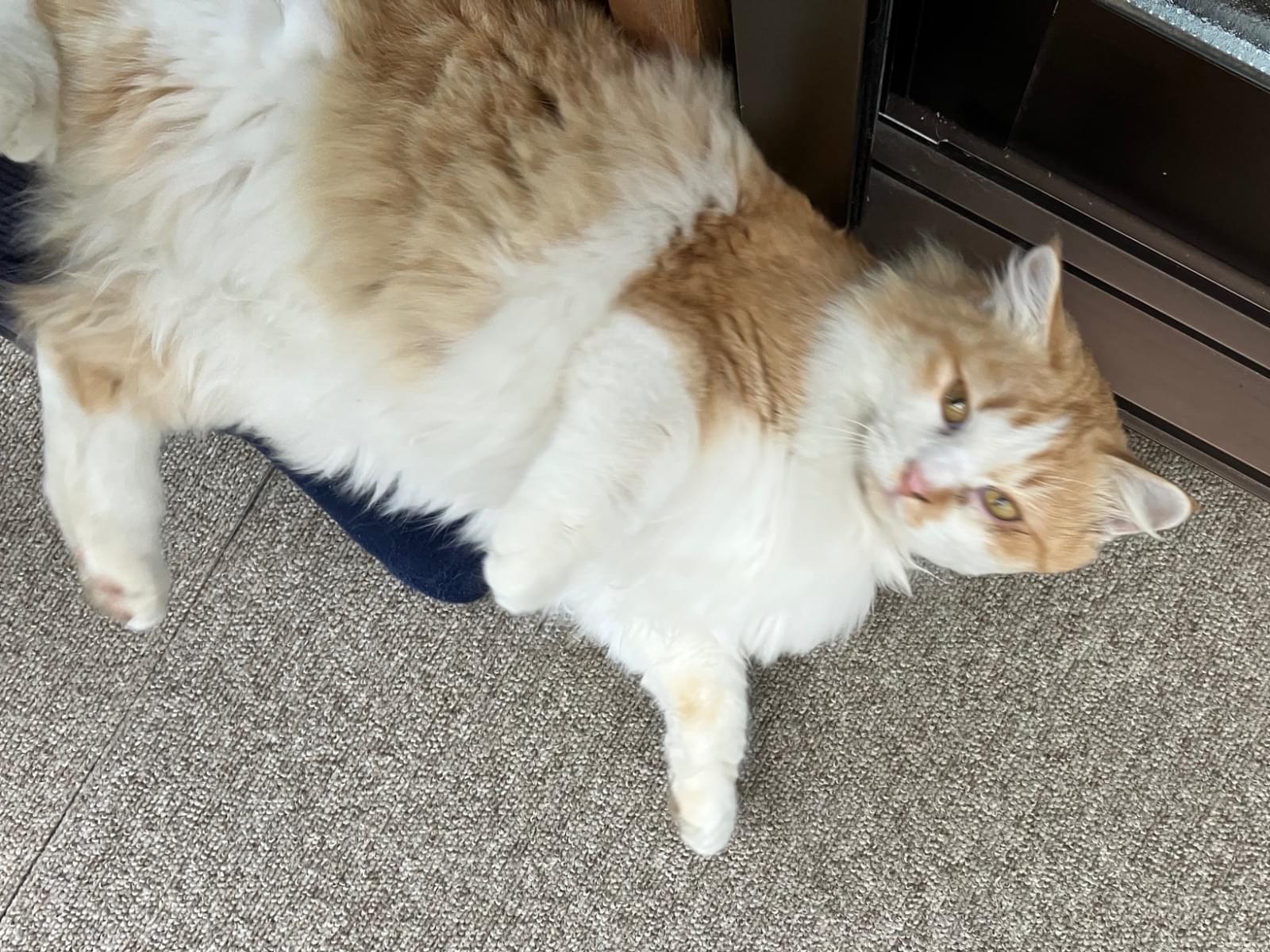 目撃された猫 目撃された猫
