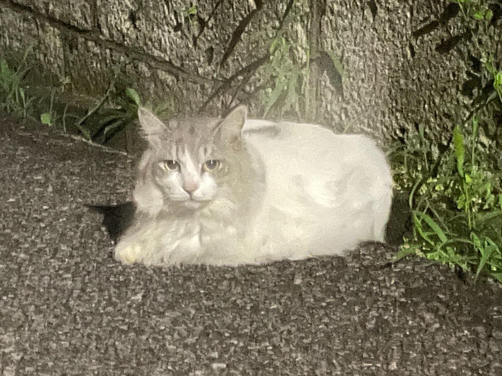 目撃された猫 目撃された猫