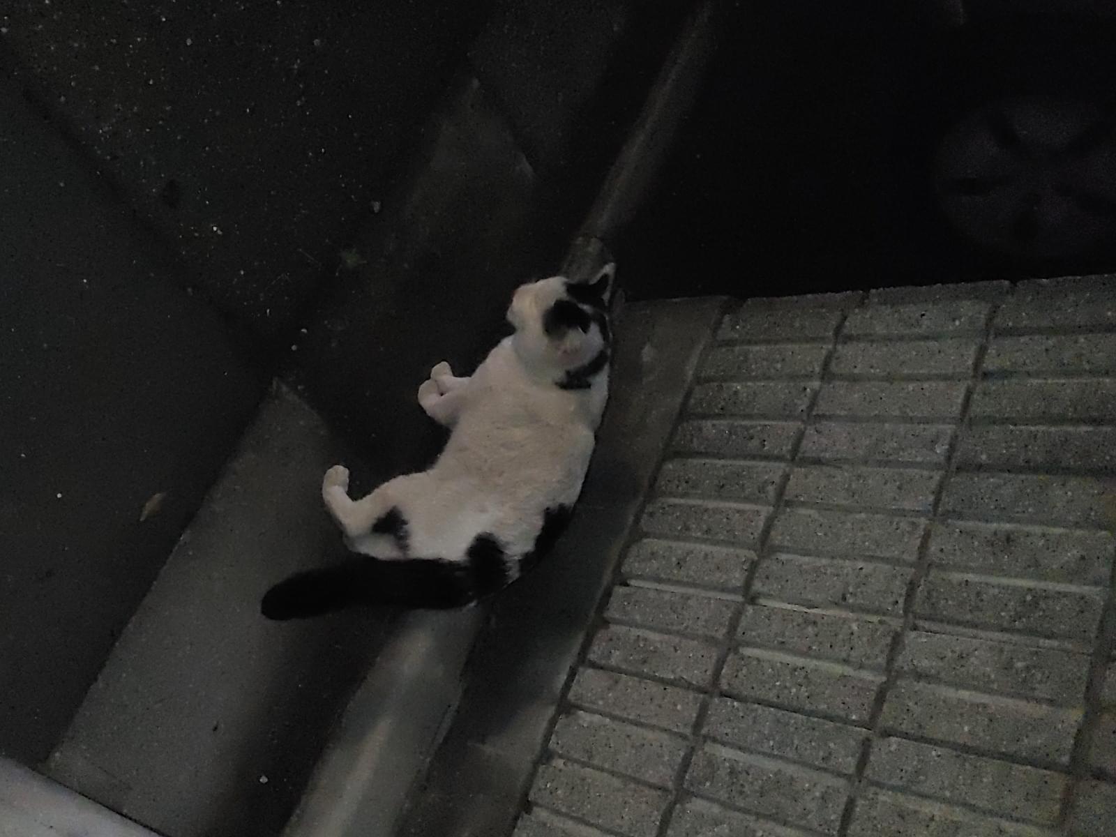 目撃された猫 目撃された猫