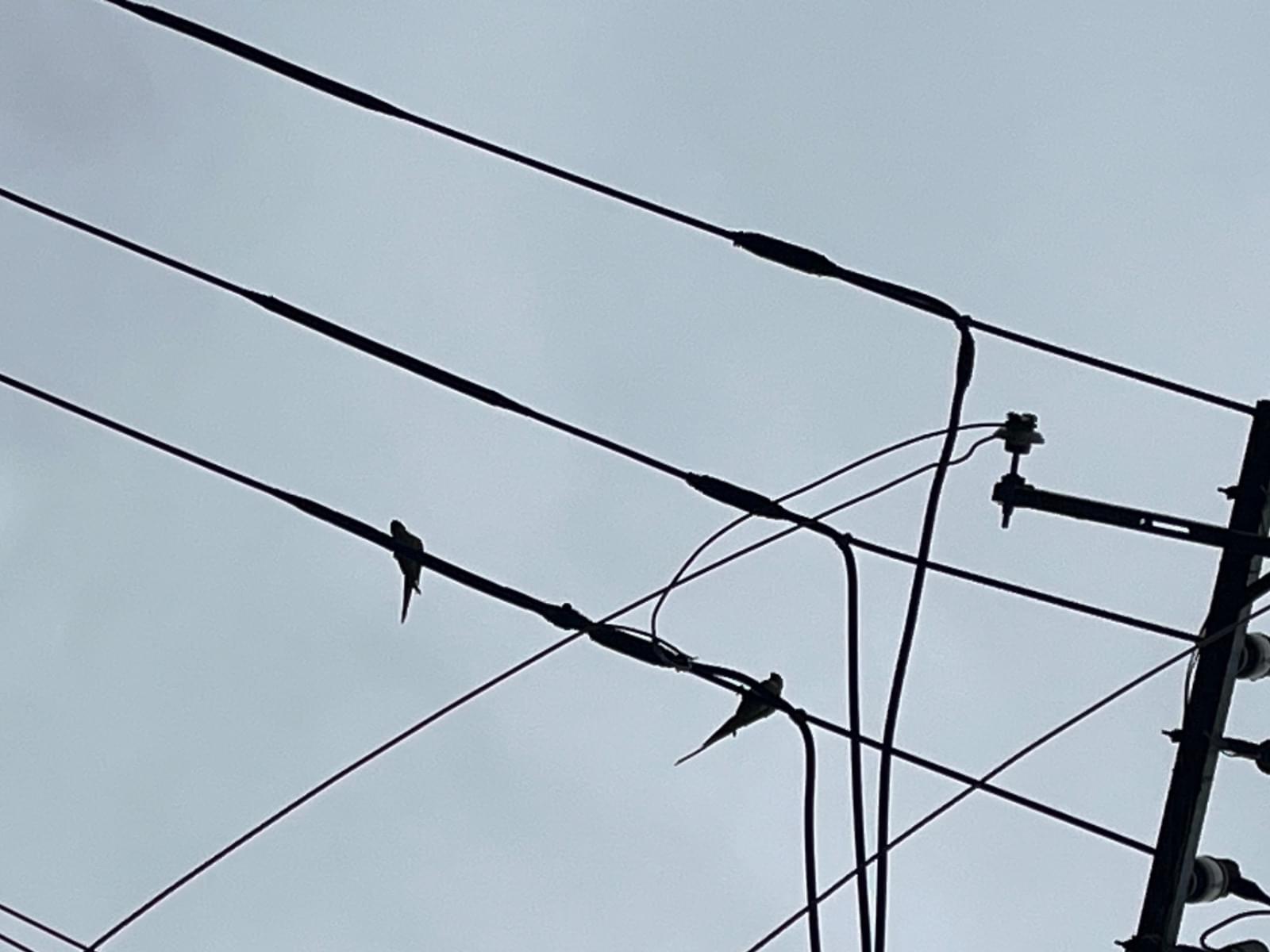目撃された鳥