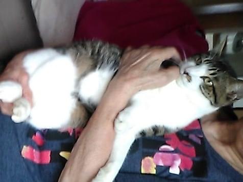 保護された猫 保護された猫