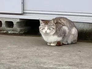 全国の迷子の猫 (6151件)