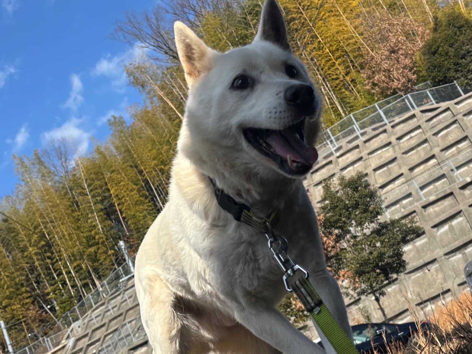 じゃいこちゃん