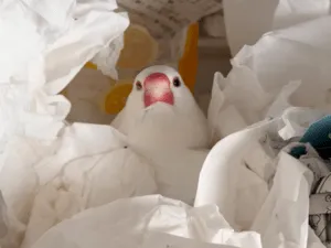 白文鳥を探しています
