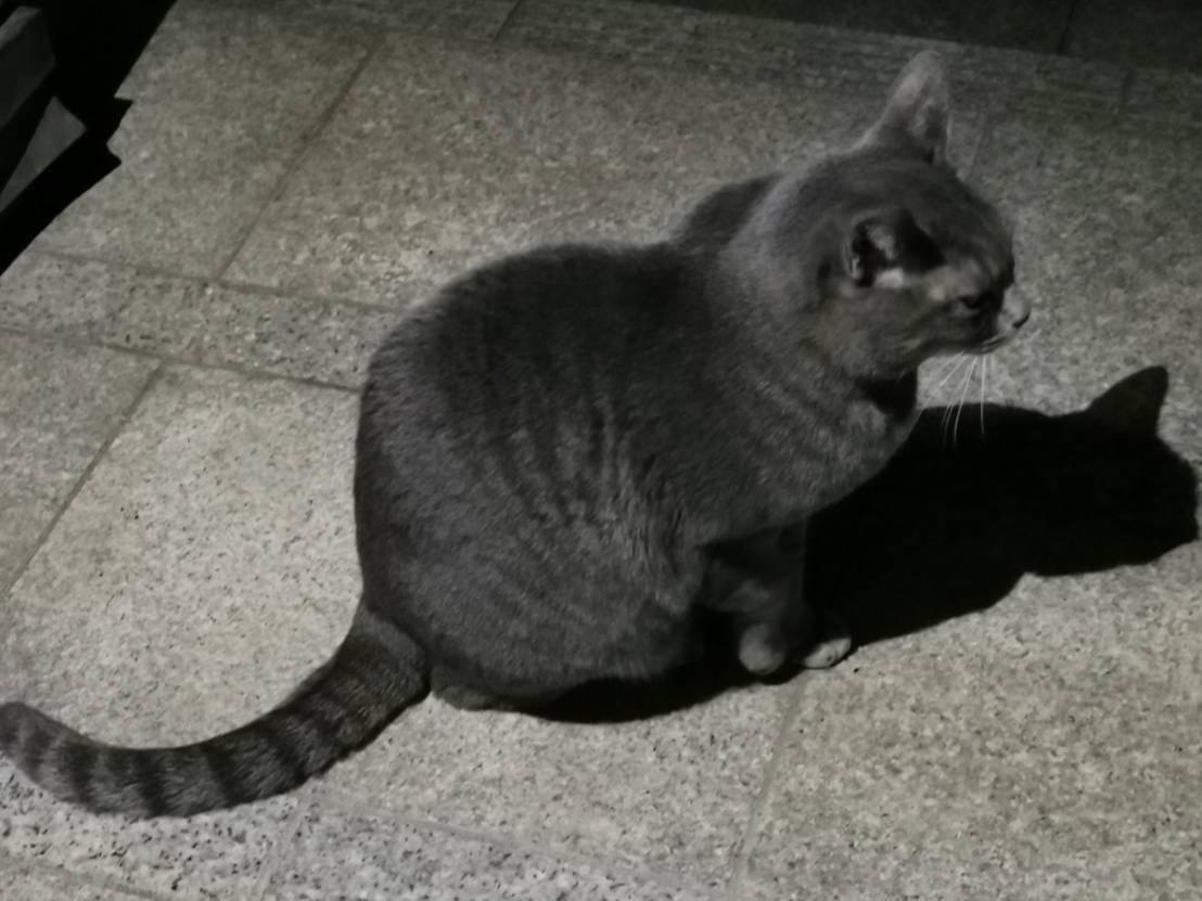 保護された猫 保護された猫