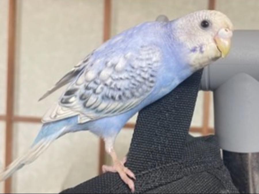 ぴっぴちゃん ぴっぴちゃん