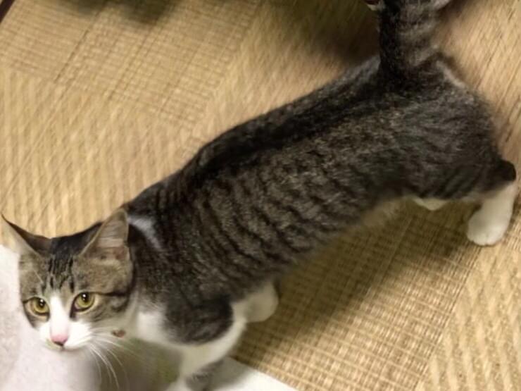 チーちゃん チーちゃん