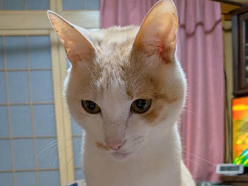 ムーちゃん ムーちゃん