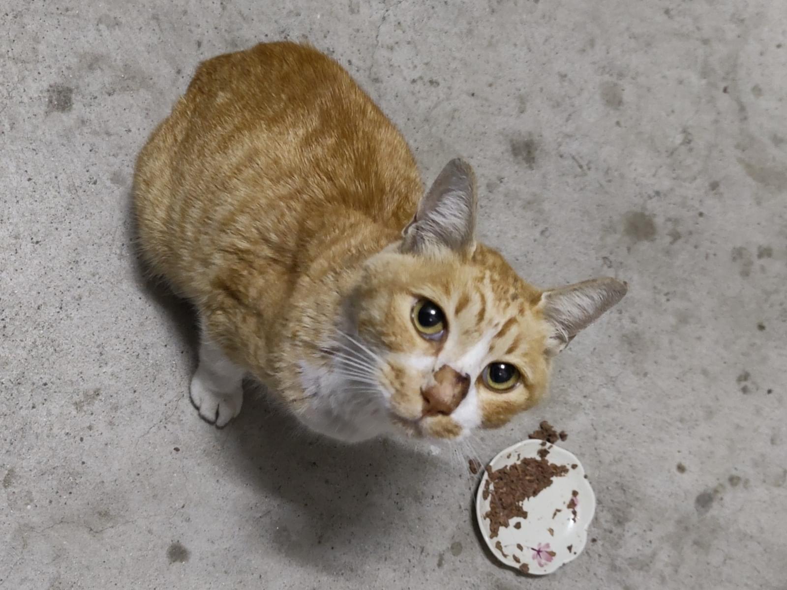 保護された猫 保護された猫