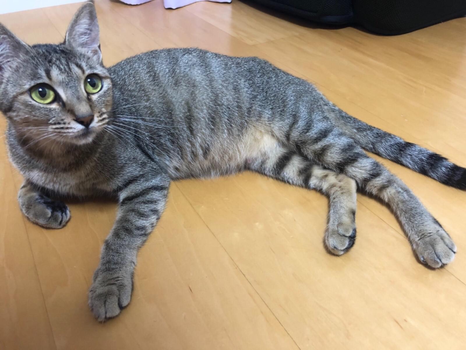 保護された猫 保護された猫