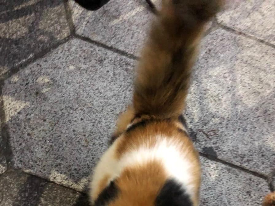 目撃された猫 目撃された猫
