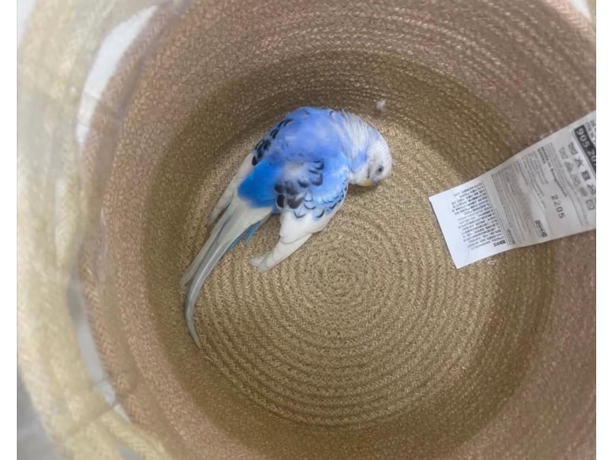 保護された鳥 保護された鳥