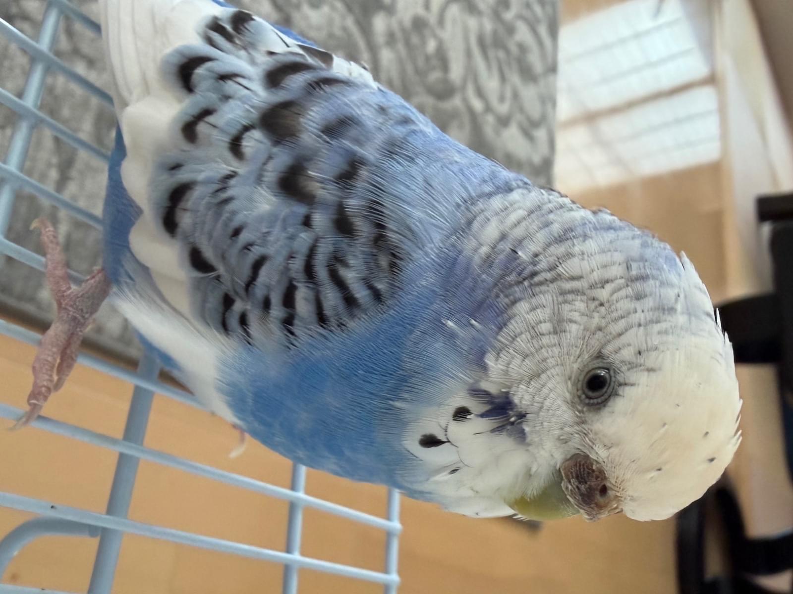 ぴーすけちゃん