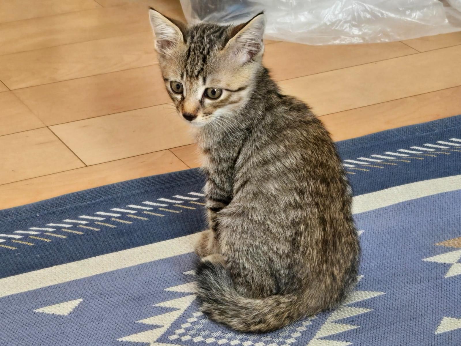 保護された猫 保護された猫