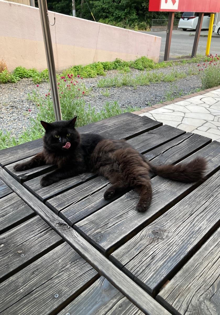 長毛の黒猫