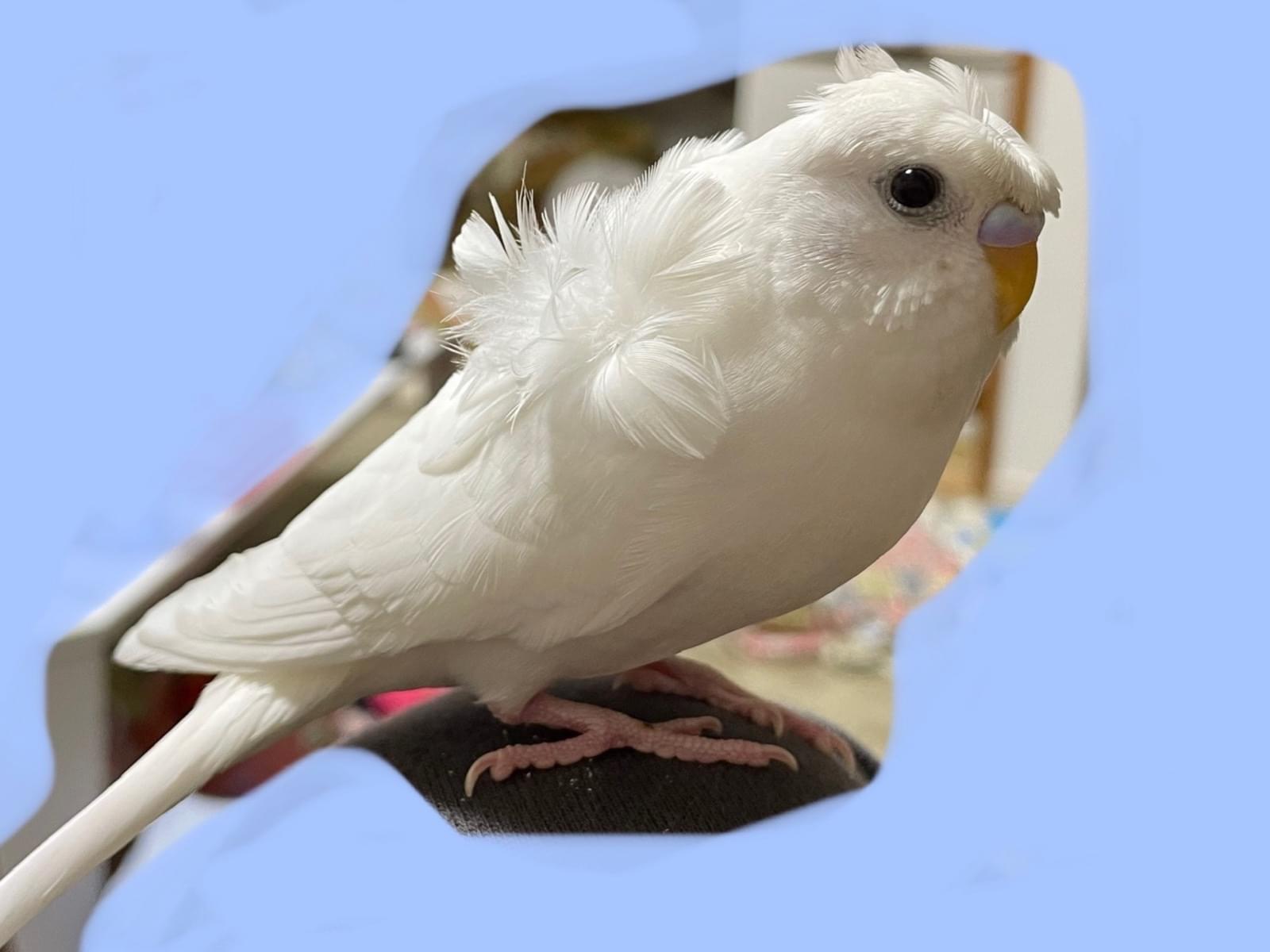 ハクちゃん ハクちゃん