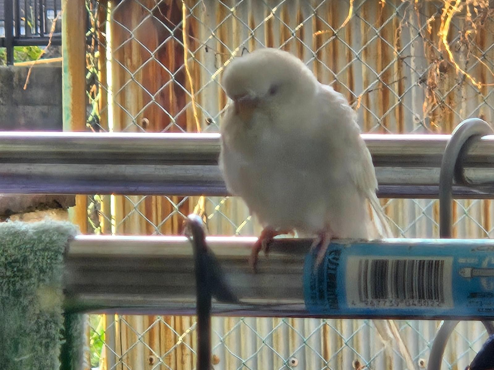 保護された鳥 保護された鳥