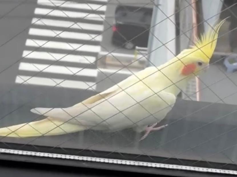 さくらちゃん さくらちゃん