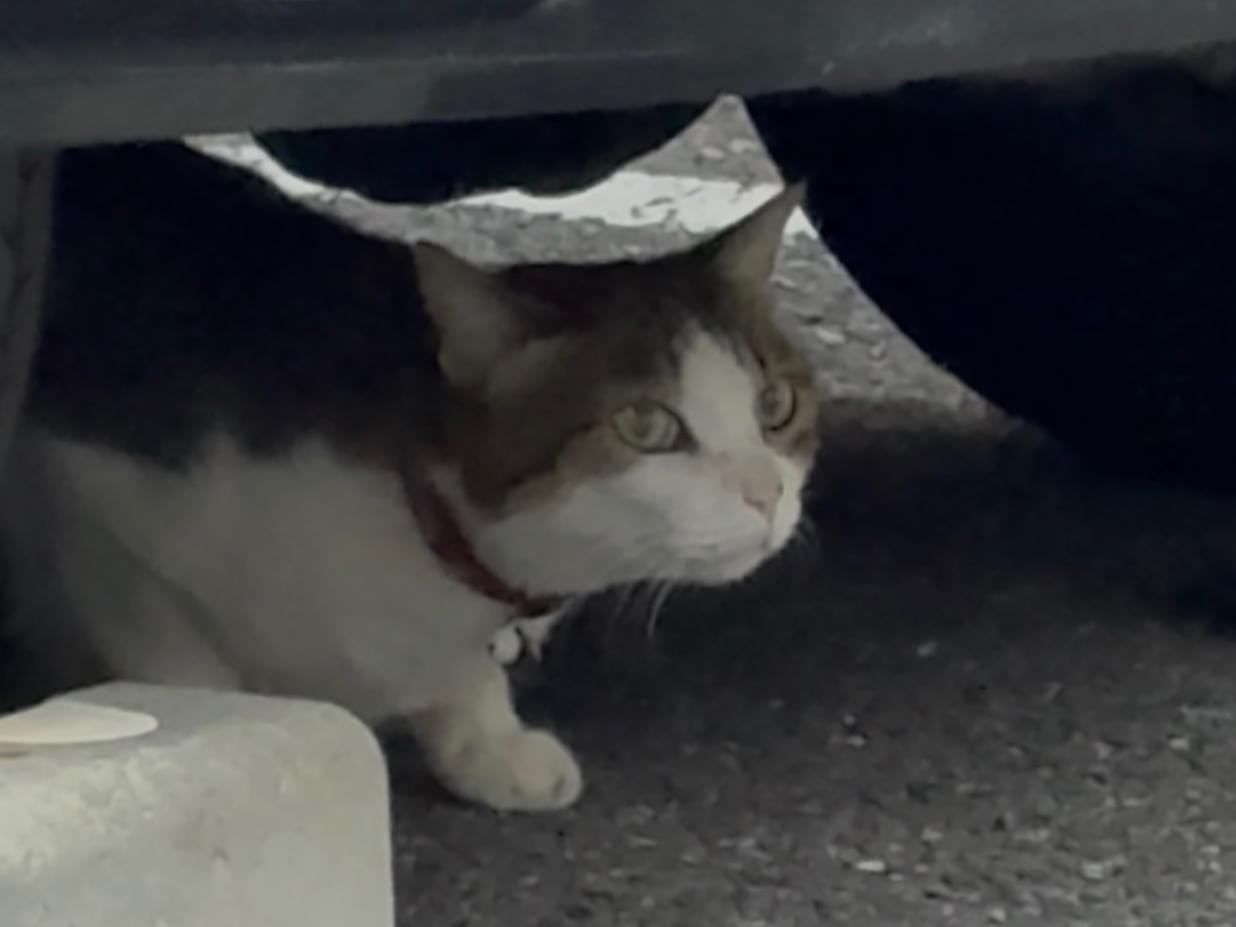 目撃された猫 目撃された猫