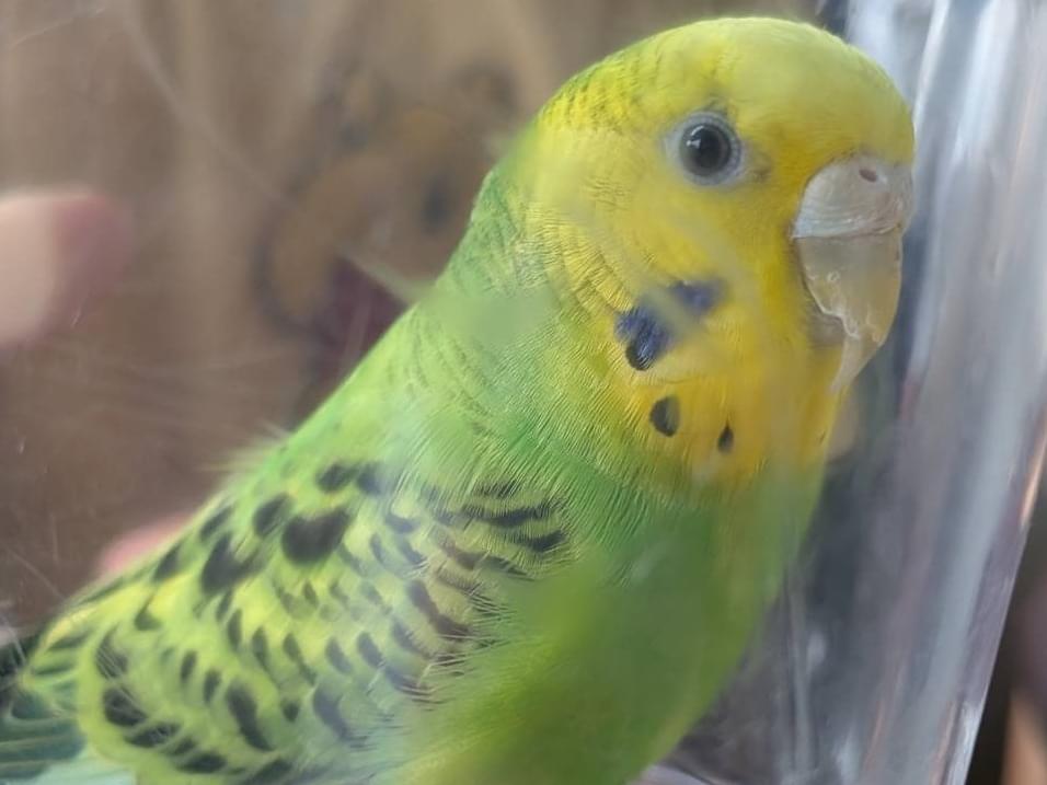 保護された鳥