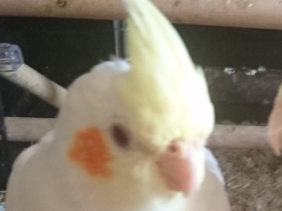 とわくんちゃん とわくんちゃん