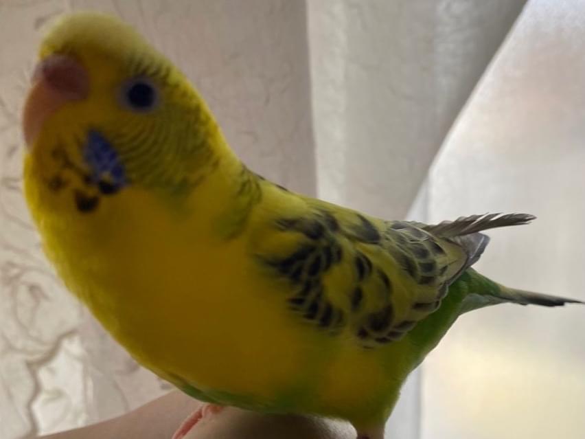 ピーちゃん ピーちゃん