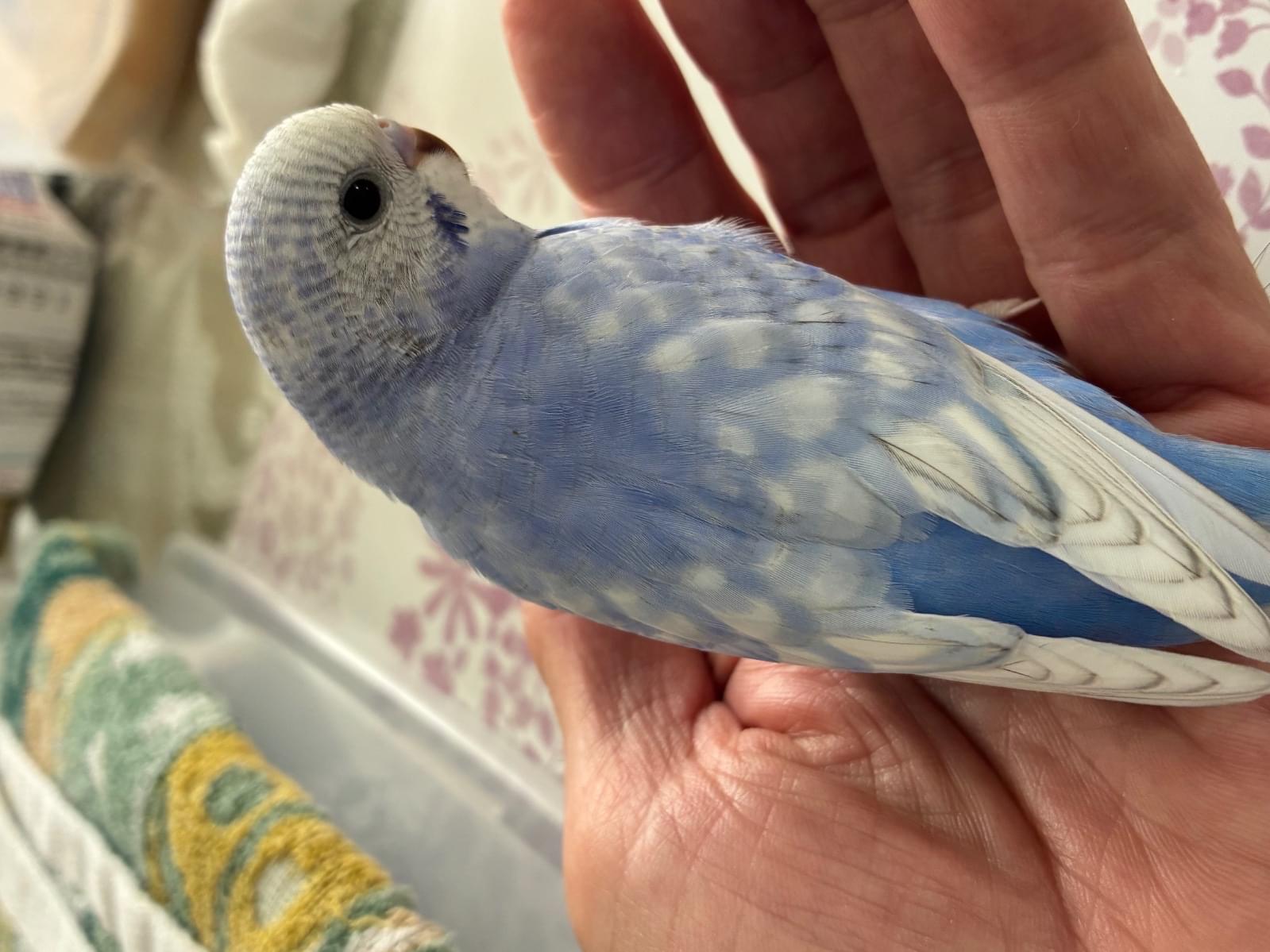 フーちゃん フーちゃん