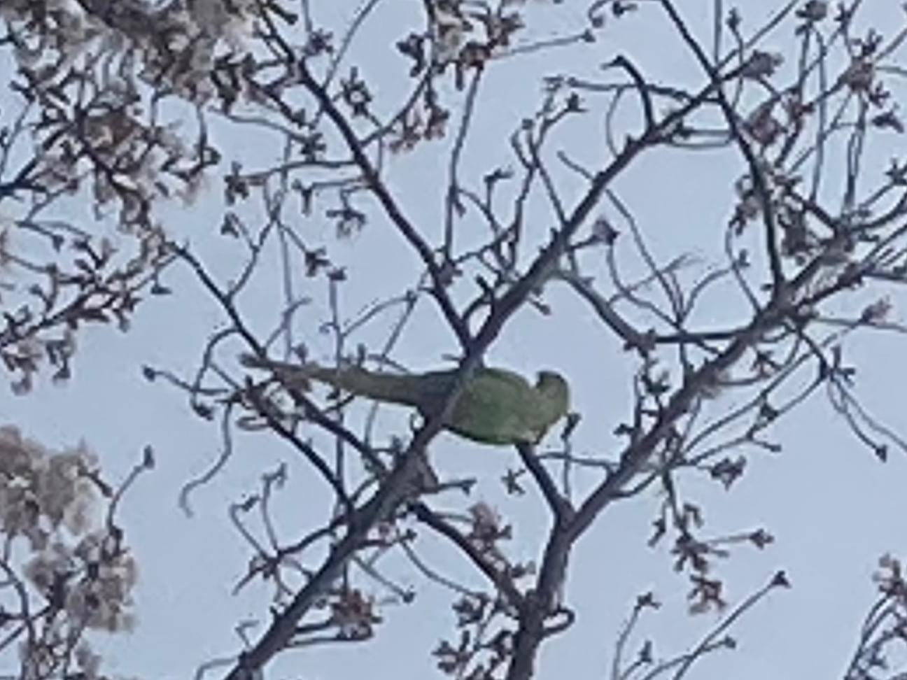 目撃された鳥 目撃された鳥