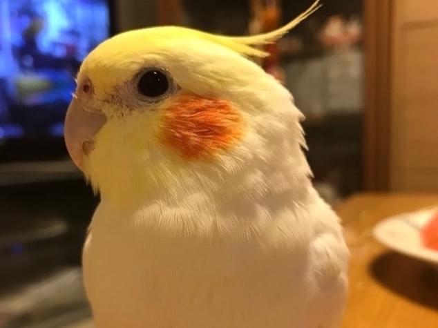 ぷーちゃん