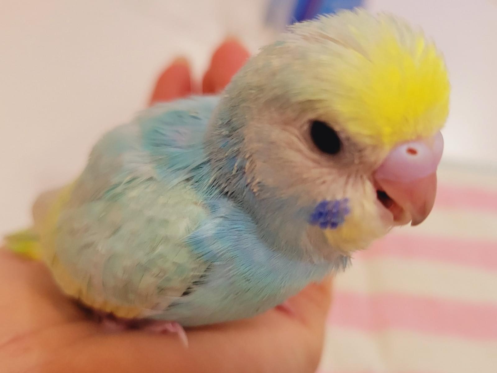 はっちゃん はっちゃん
