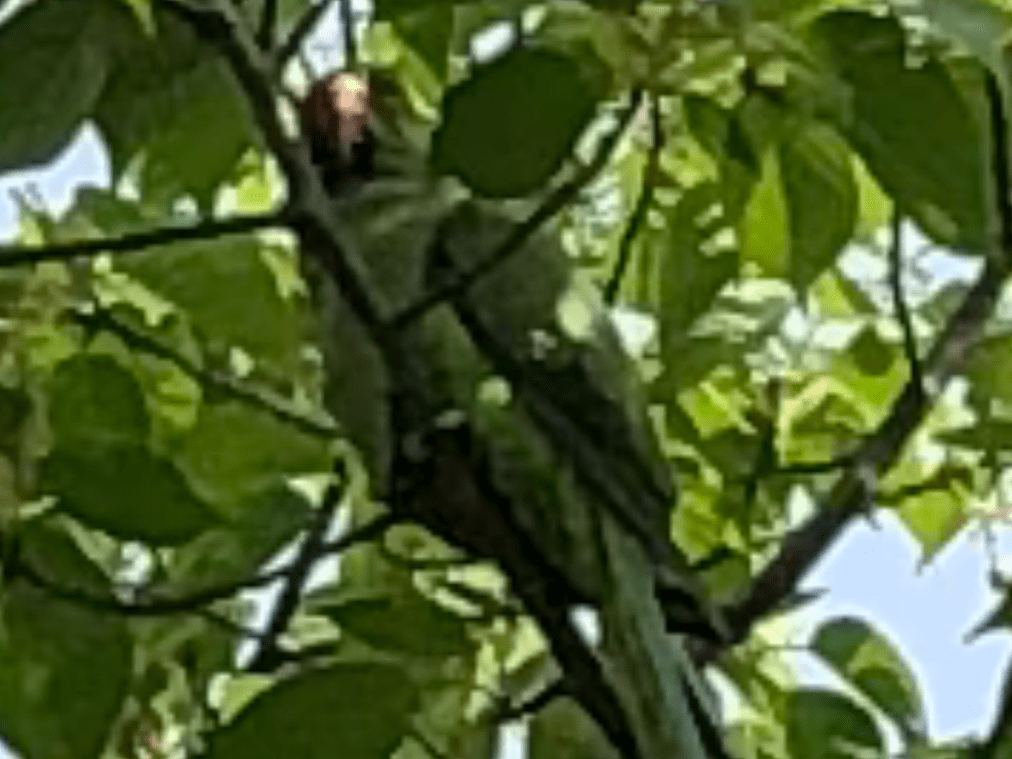 目撃された鳥 目撃された鳥