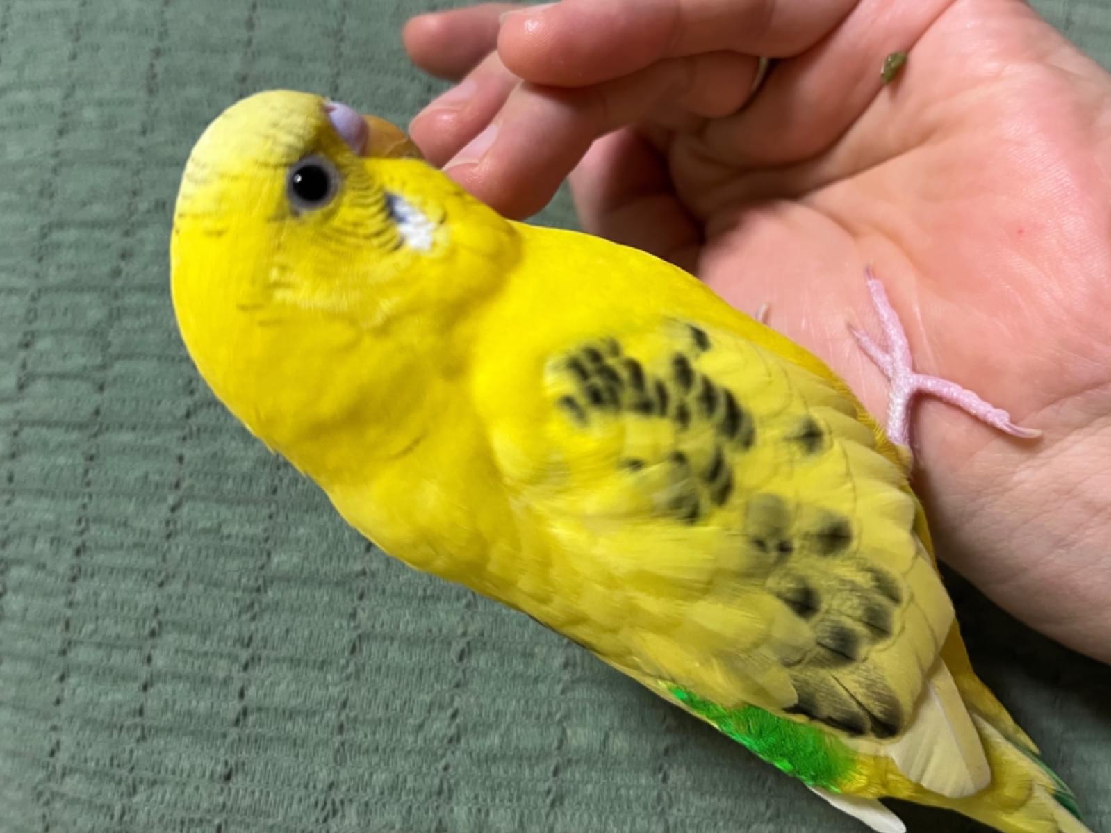 きーちゃん きーちゃん