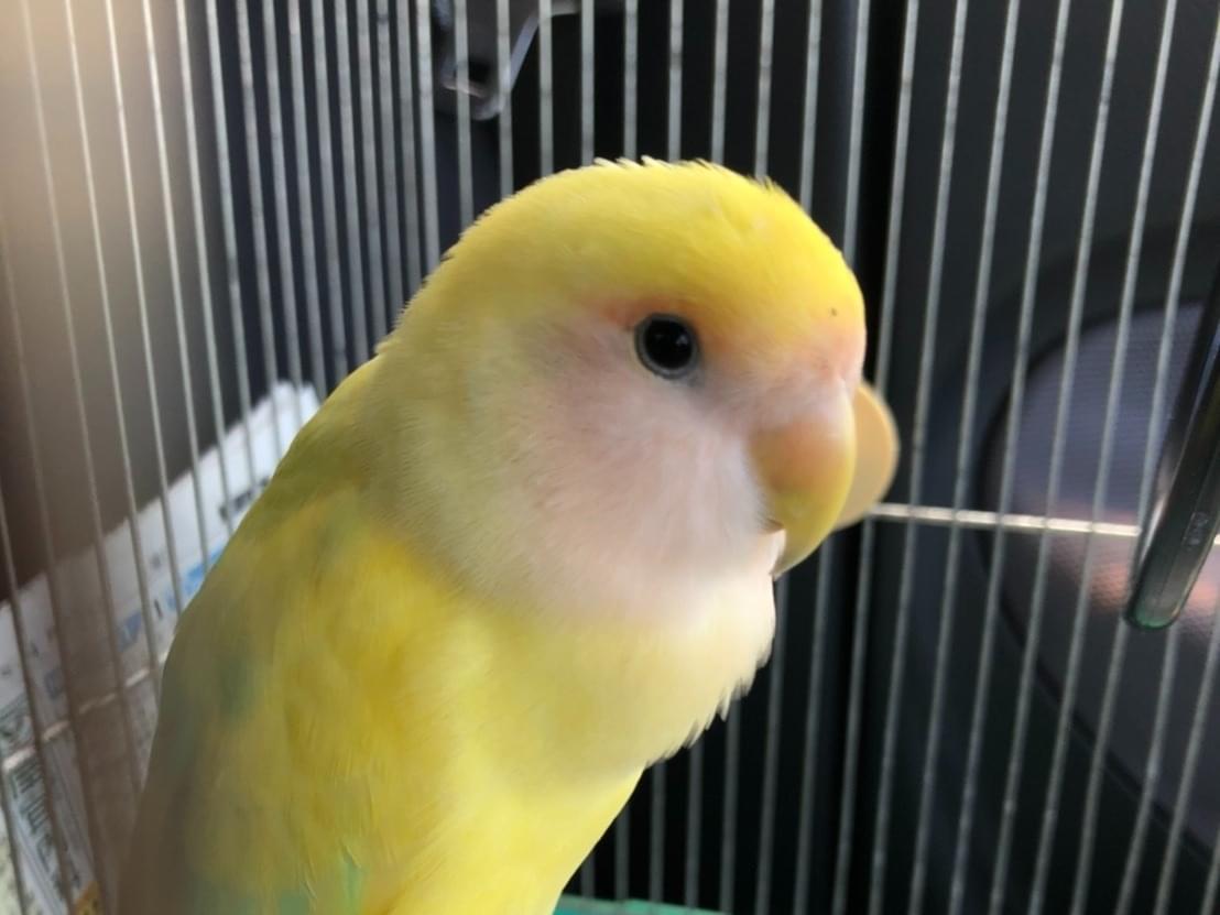 ピッピちゃん