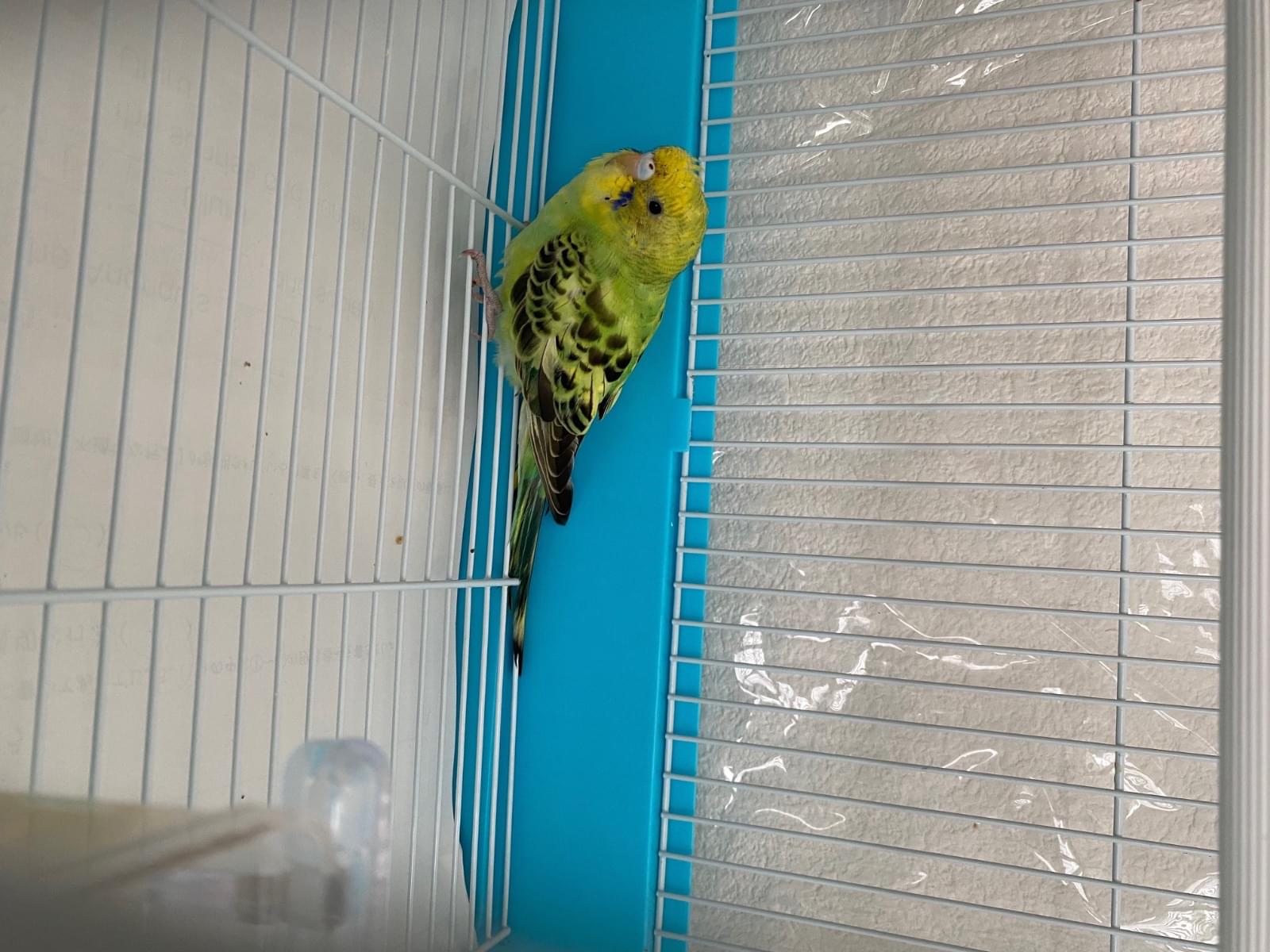 保護された鳥 保護された鳥