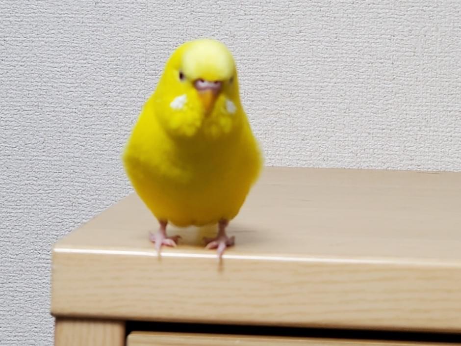 プーちゃん プーちゃん