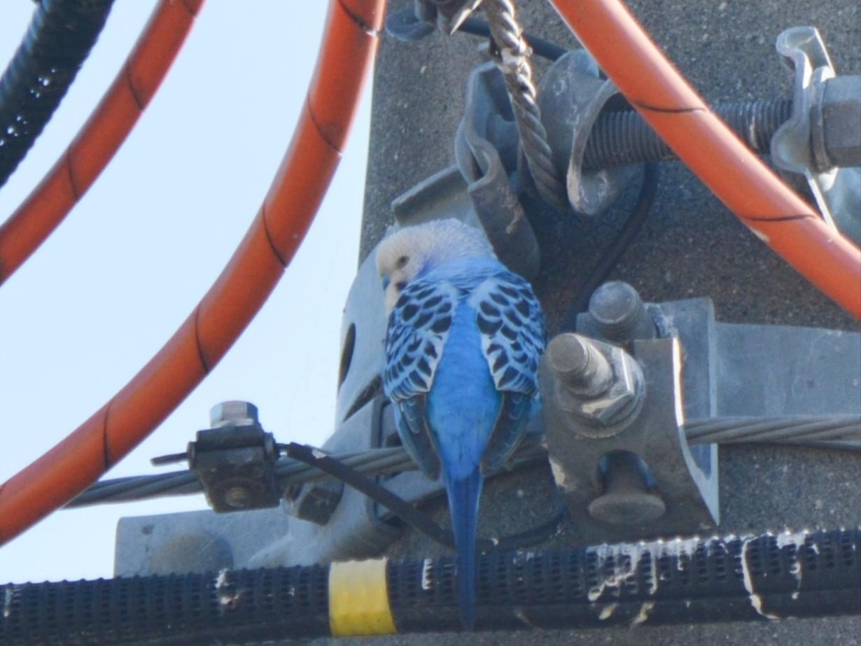 目撃された鳥 目撃された鳥