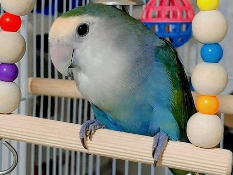 マイティちゃん マイティちゃん