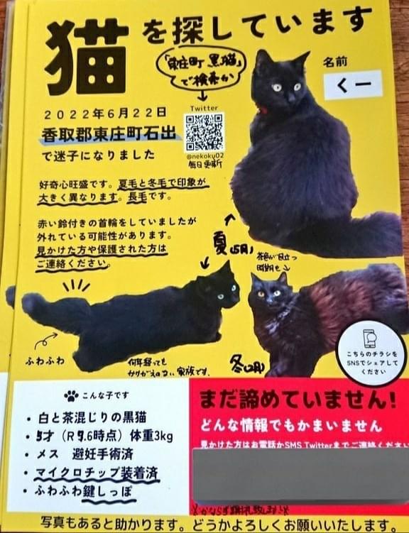 長毛の黒猫♀くーを探しています!千葉県香取郡東庄町(マイクロチップあり)