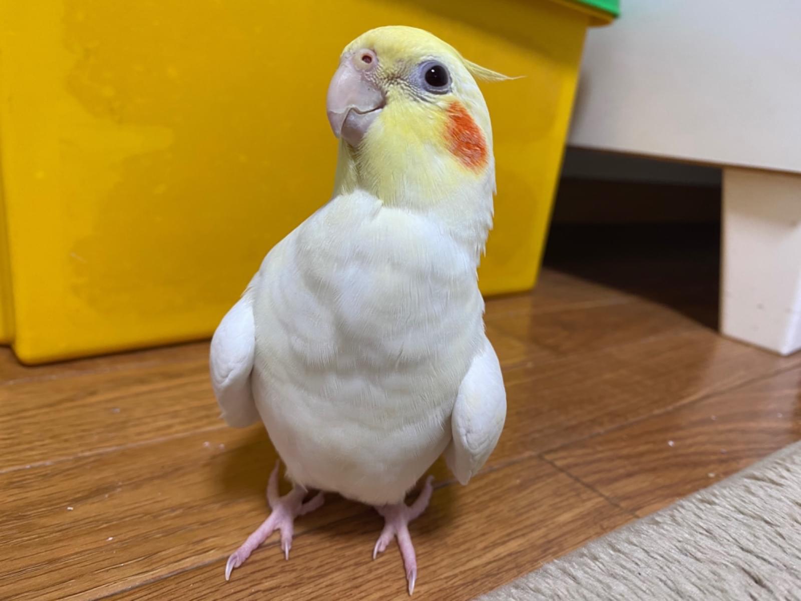 ぴーちゃん ぴーちゃん