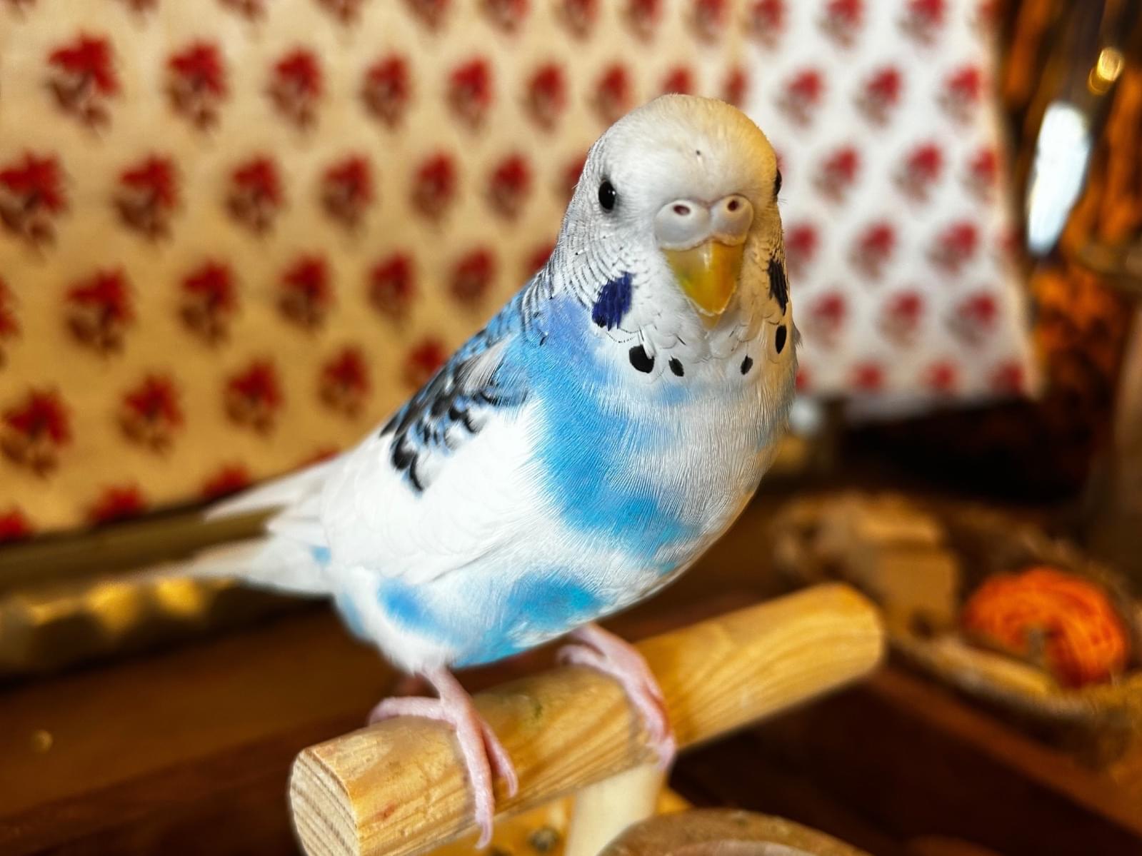 ポーちゃん