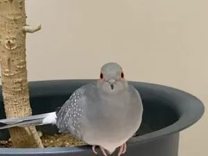 鳩ポッポちゃん セレクト 大好きな飼育員さんが来てくれて大喜びのハシビロコウふたば