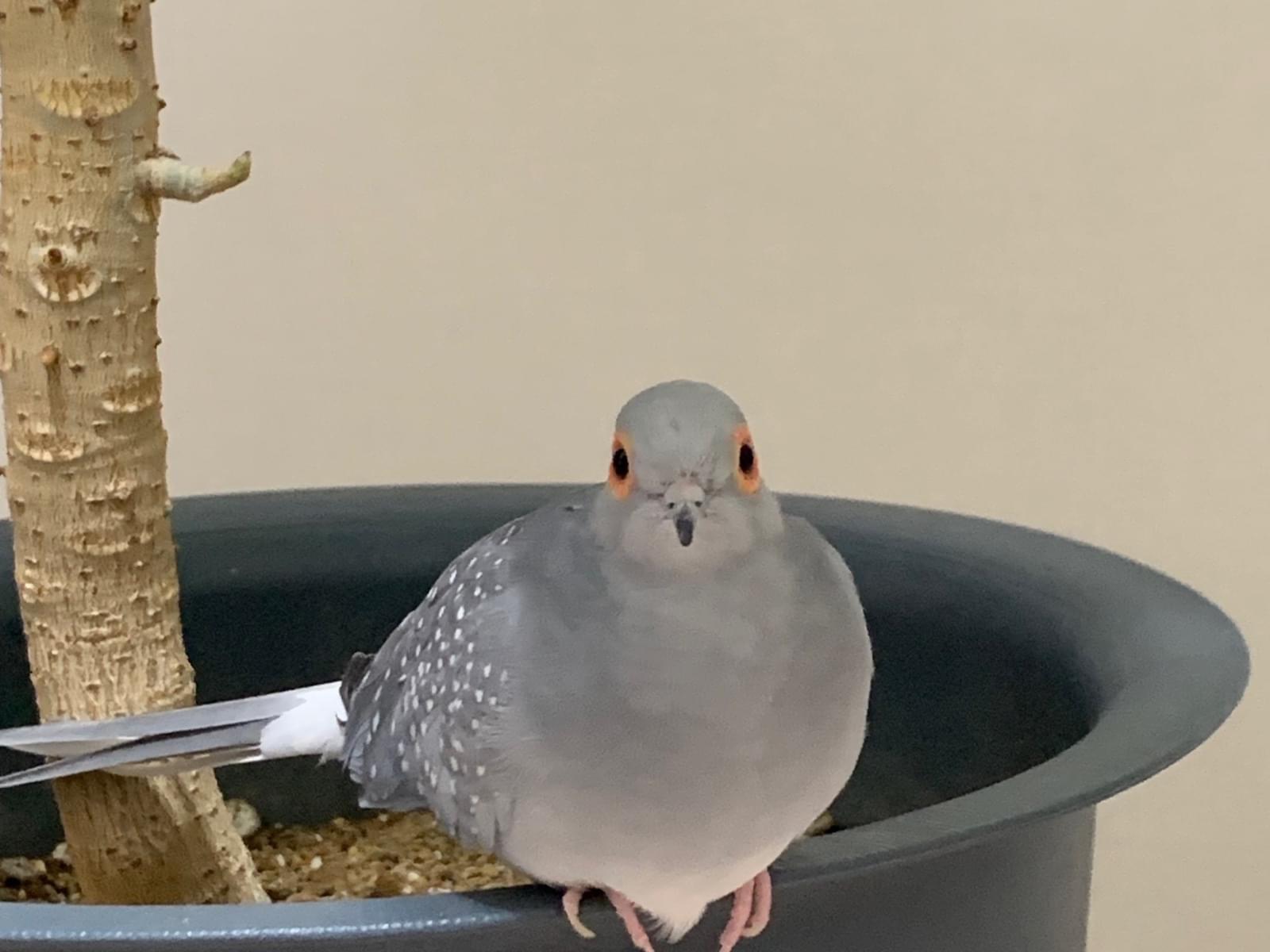 トトちゃん トトちゃん