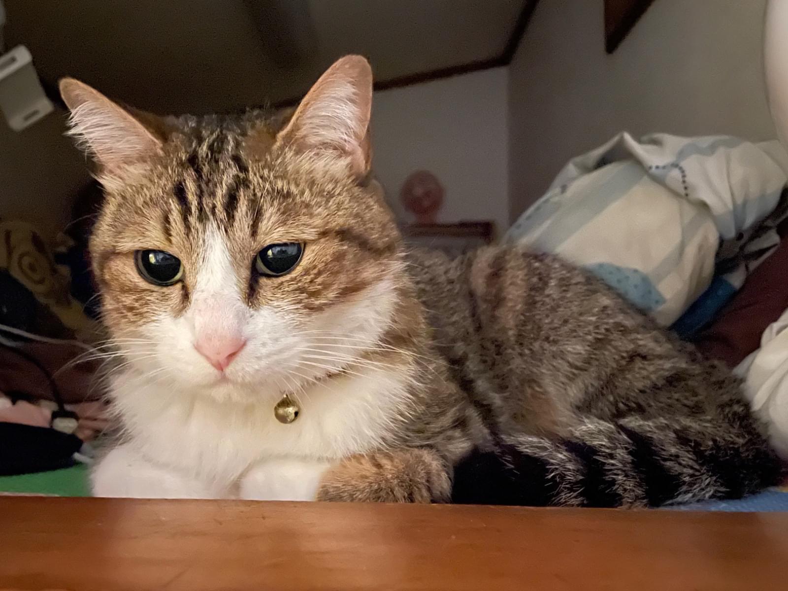 タロチちゃん タロチちゃん
